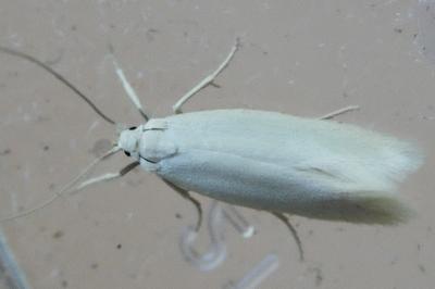 <i>Elachista argentella</i>