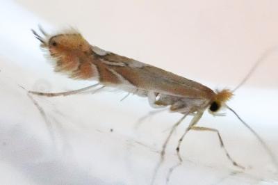 <i>Phyllonorycter endryella</i>