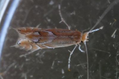 <i>Phyllonorycter endryella</i>