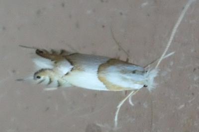 <i>Phyllonorycter roboris</i>
