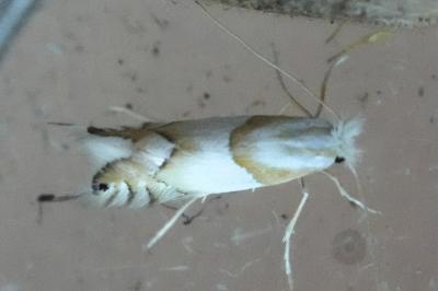 <i>Phyllonorycter roboris</i>