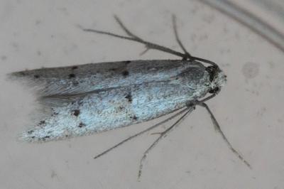 <i>Symmocoides oxybiella</i>