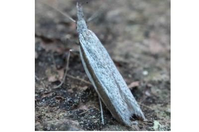 <i>Pleurota ericella</i>