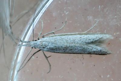 <i>Pleurota ericella</i>