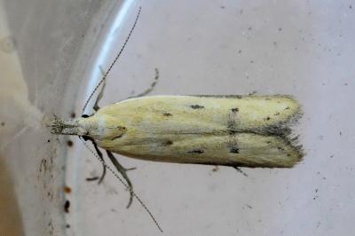 <i>Mesophleps corsicella</i>