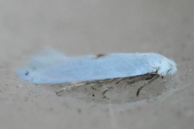 <i>Pseudopostega</i>