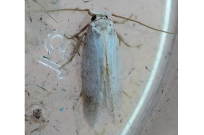 <i>Pseudopostega</i>