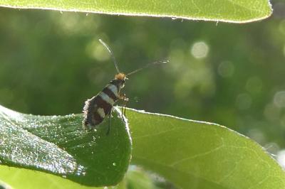 <i>Micropterix allionella</i>