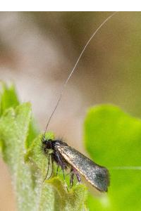 <i>Adela reaumurella</i>