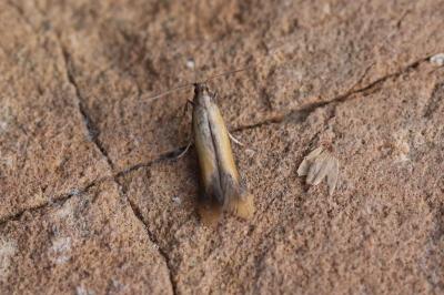 <i>Coptotriche marginea</i>