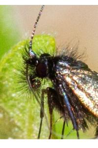 <i>Adela reaumurella</i>