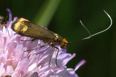 <i>Nemophora metallica</i>