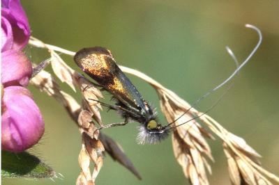 <i>Nemophora</i>