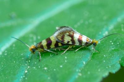 <i>Micropterix rothenbachii</i>