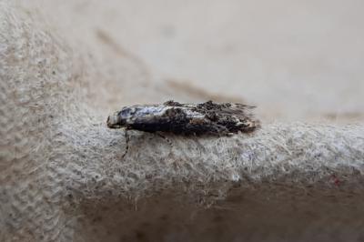 <i>Blastodacna hellerella</i>