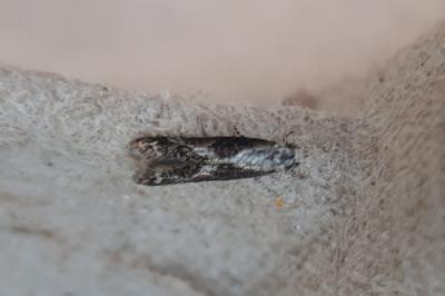<i>Blastodacna hellerella</i>