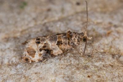 <i>Lobesia botrana</i>