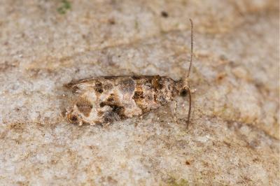 <i>Lobesia botrana</i>
