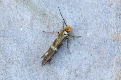 <i>Micropterix schaefferi</i>