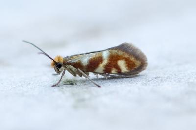 <i>Micropterix schaefferi</i>