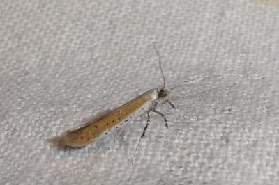 <i>Aspilapteryx tringipennella</i>
