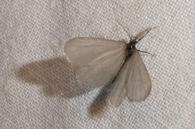 <i>Rebelia plumella surientella</i>