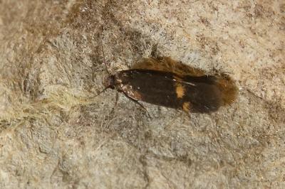 <i>Borkhausenia minutella</i>