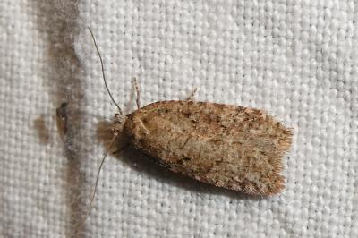 <i>Agonopterix</i>