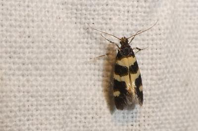 <i>Denisia augustella</i>