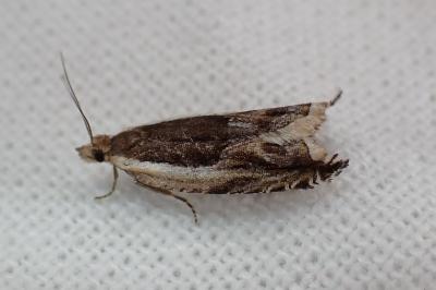 <i>Ancylis apicella</i>