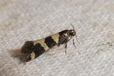 <i>Denisia augustella</i>