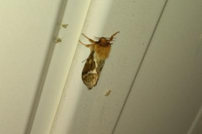 <i>Korscheltellus lupulinus</i>