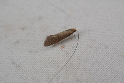 <i>Nematopogon</i>