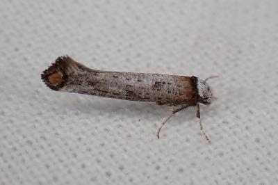 <i>Pseudoswammerdamia combinella</i>