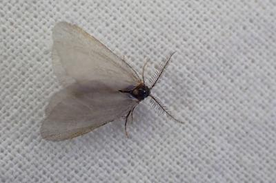 <i>Rebelia plumella surientella</i>