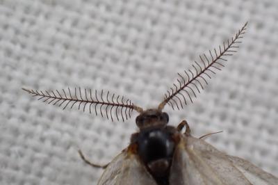 <i>Rebelia plumella surientella</i>