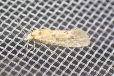 <i>Aethes moribundana</i>