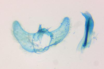 <i>Aethes moribundana</i>