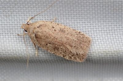 <i>Agonopterix</i>