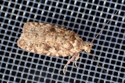 <i>Agonopterix ferocella</i>