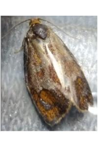 <i>Ptycholoma lecheana</i>