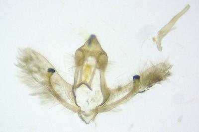 <i>Cnephasia cupressivorana</i>