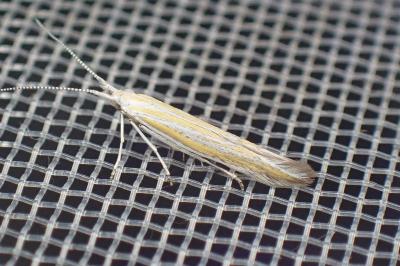 <i>Coleophora vulnerariae</i>