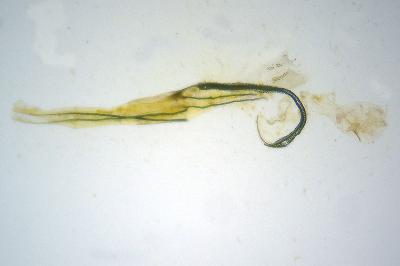 <i>Coleophora vulnerariae</i>