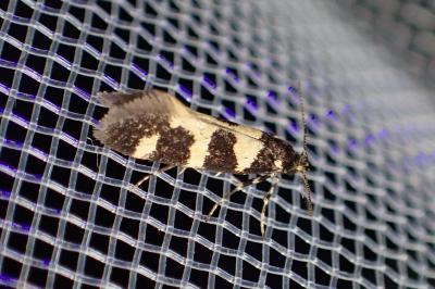 <i>Denisia augustella</i>