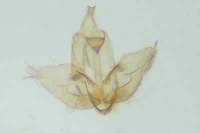 <i>Denisia augustella</i>