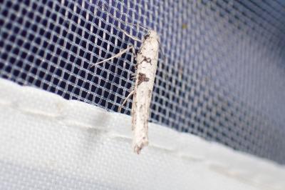 <i>Distagmos ledereri</i>