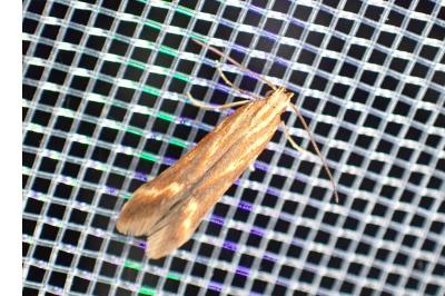 <i>Metzneria aprilella</i>