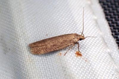 <i>Platyedra subcinerea</i>