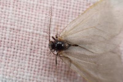 <i>Rebelia plumella surientella</i>